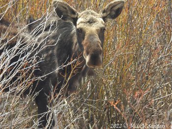 Our moose friend again.