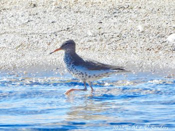 Spotted Sandpiper in the Green River