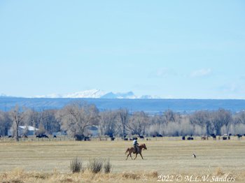 As we were leaving, we saw this cowboy riding his horse through a hay field. Hi dog running along with him.