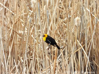 Yellow-headed Blackbird at Luke Lynch