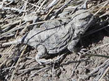 Eastern Horned Lizard, the Wyoming state Reptile