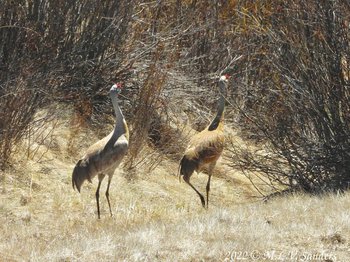 Two Sandhill Cranes making their exit.