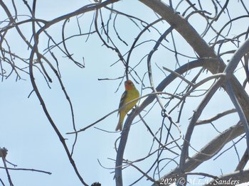 Western Tanager, perhaps a 1st year.