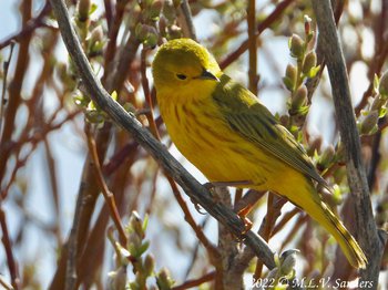 A Yellow Warbler that we saw on the way back.