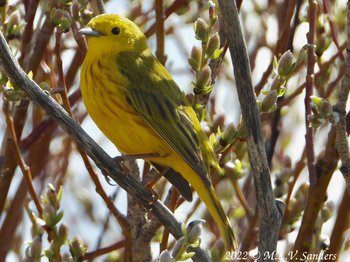 A Yellow Warbler that we saw on the way back.