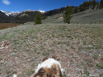 Rough collie Sugar Boy at our lunch spot by Straight Creek, Wyoming Range.