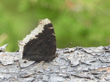 Mourning Cloak butterfly with its wings up, looking at the underneath side of the wings.