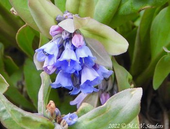 We call these flowers like this Mertensia  when we aren't sure which species it is. I think they are Sagebrush Bluebells.