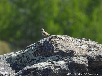 Sage Thrasher on a lichen covered granite boulder. Pinedale Wyoming