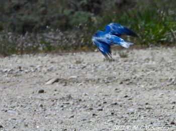 Mountain Bluebird flying away. Pinedale Wyoming