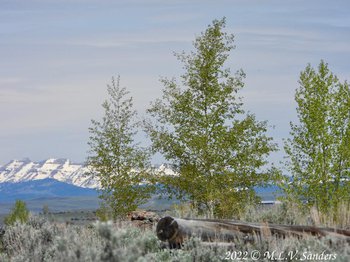 The snow covered mountain Sawtooth and neighborhood aspen trees near Pinedale Wyoming