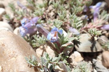 Penstemon flower on Mesa, Sublette County