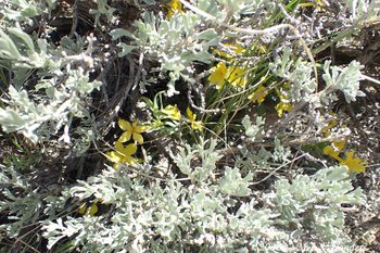Many-flowered Puccoon on Mesa, Sublette County