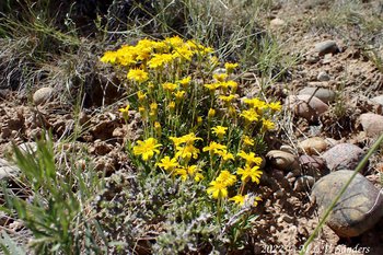 More pretty yellow flowers on the Mesa, Sublette County