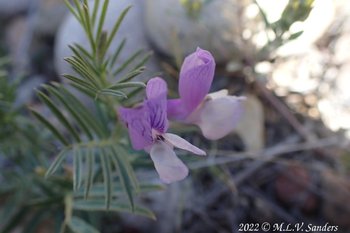 Purple and white flower on the Mesa, Sublette County
