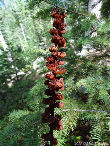 Pinedrops