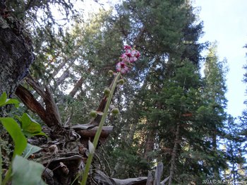 This unusual view is looking up at the flowers of the pink pyrola. The white color on the flower petals can be seen.