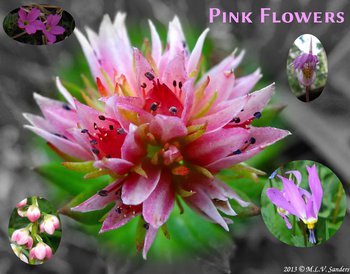 pink flowers