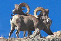 colorado_mammals_bighorn_6.jpg