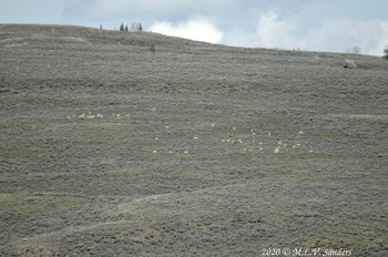 A herd of pronghorn on the sagebrush fields next to the Green River