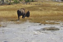 roaming-wyoming_yellowstone_photo-016.jpg