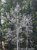 Aspen tree.