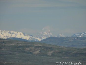 The Grand Teton, bird and cows