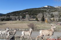 wyoming_bighorns-US-191_DSCN4168.jpg