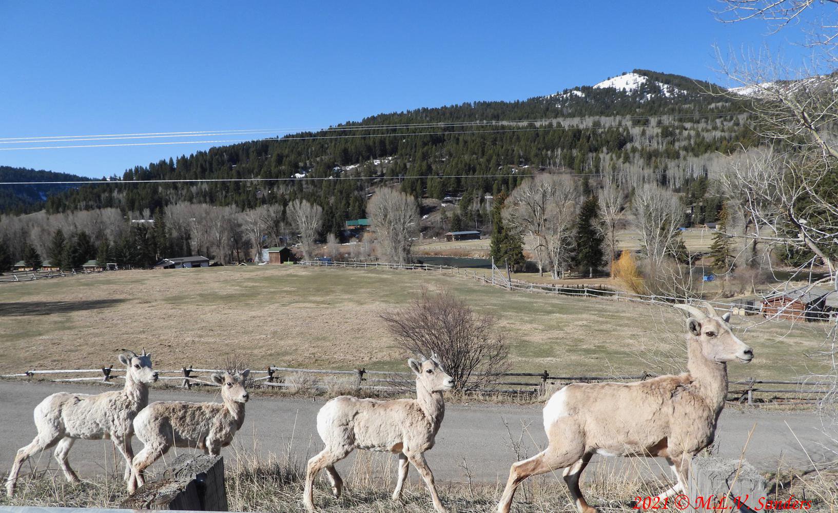 A Bighorn ewe leading three lambs. All the lambs have small horns. The Hoback River is out of sight in the background.